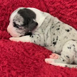 Girl 2 - female Great Dane puppy in Westville, Florida from Boulder View Danes