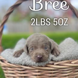 Bree - Silver female Dilute Retriever puppy in Puyallup, Washington from 12 Door Farm Labradors
