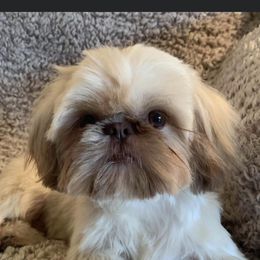Custard - Shih Tzu