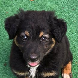 Whittier (Whitty) - Black tri-color female Australian Shepherd puppy in Bastrop, Texas from Triple J Aussie Ranch