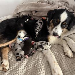Australian Shepherd puppies from Madeline Lee