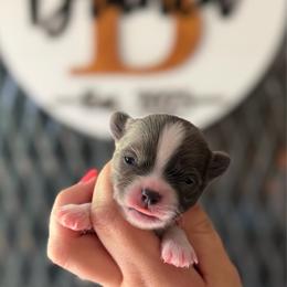 Squirt - Blue and white male Chihuahua puppy in Harrison, Michigan from Cloud9 Chihuahuas