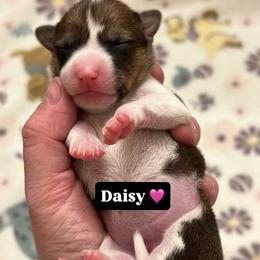 Basenji Puppies from Blue Diamond Basenjis