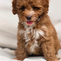 Honey - Red male Bernedoodle puppy in Fort Wayne, Indiana from Crimson Curl Doodles