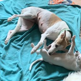 Whippet Puppies from QuiXand Performance Whippets