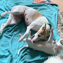 Whippet Puppies from QuiXand Performance Whippets
