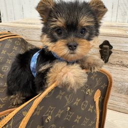 Little Cutie - Black and tan male Yorkshire Terrier puppy in North Chelmsford, Massachusetts from Coastal Yorkshire Terrier Yorkies & Biewer Terriers