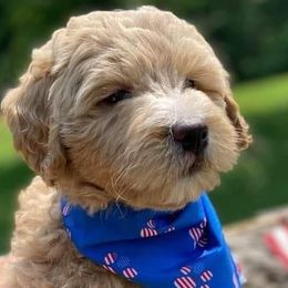 Goldendoodle Puppies from Baby Bell Doodles