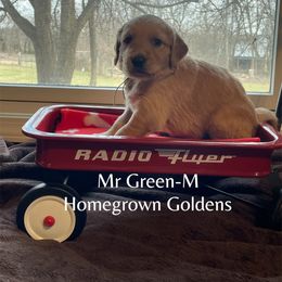 Golden Retriever Puppies from Homegrown Goldens