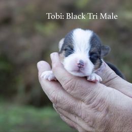 Tobi - Black and tan male Pembroke Welsh Corgi puppy in Manchester, Kentucky from Riverside Corgis