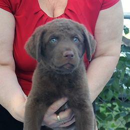 Boy 1- Blue Collar - Brown Chesapeake Bay Retriever puppy in Eureka, Kansas from Eska Creek Chesapeakes