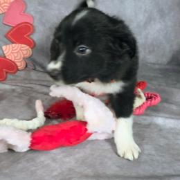 Cedar - Black and white male Border Collie puppy in Gaffney, South Carolina from On the Lamb