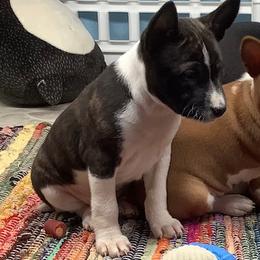 Ziva - Brindle and white female Basenji puppy in New Albany, Indiana from My African Gems