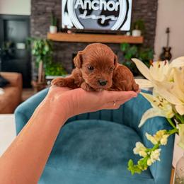 Bernedoodle, Cavapoo, Cavapoochon, Goldendoodle, Poodle, and Yorkipoo Puppies from Anchor Dogs