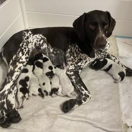 German Shorthaired Pointer Puppies from Chrishelle Farm