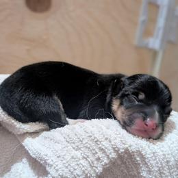 Sunny - Black and tan male Pembroke Welsh Corgi puppy in Brandon, Mississippi from Jenny May’s Corgis