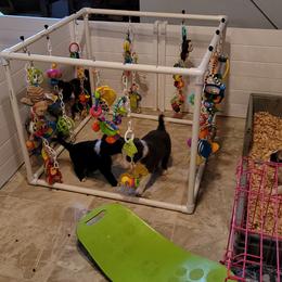 Border Collie Puppies from Borderline Kennels