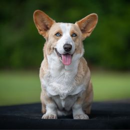 Marigold - Cardigan Welsh Corgi
