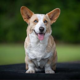 Marigold - Cardigan Welsh Corgi