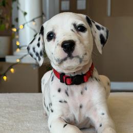 Female 2 - White and black female Dalmatian puppy in Lake Mathews, California from Bully Market