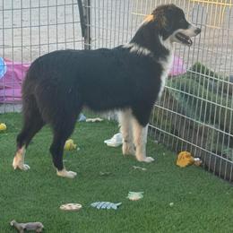 Kimber - Black & white female Australian Shepherd puppy in Buckeye, Arizona from Wranglin Farms