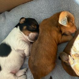 Girl 2 Dapple Light - Dapple female Dachshund puppy in Swanton, Ohio from Mighty But Mini Dachshunds