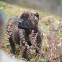 Girl 2 - Chestnut brindle female Cane Corso puppy in Cable, Ohio from Americana Cane Corso