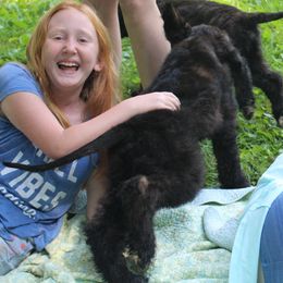 Afghan Hound Puppies from Ahava Afghan Hounds