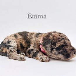Emma - Merle female Goldendoodle puppy in Milford, Pennsylvania from Doodles Are Golden