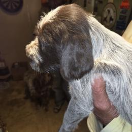 Wirehaired Pointing Griffons from Agassiz Wirehaired Pointing Griffons