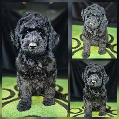 Bolt (red collar) - Black male Double Doodle puppy in Harris County, Texas from Cute & Curly Doodles