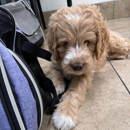 River now Mac - Apricot male Goldendoodle puppy in Anthem/Phoenix, Arizona from Ironwood Doodles