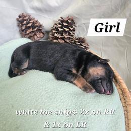 TBA - Black and red female German Shepherd puppy in Veneta, Oregon from H German Shepherds
