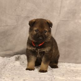 Pi - Sable German Shepherd puppy in Hamptonburgh, New York from Uber Dem Bach German Shepherds