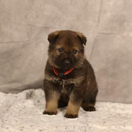 Pi - Sable German Shepherd puppy in Hamptonburgh, New York from Uber Dem Bach German Shepherds