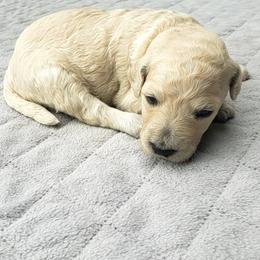 Fern - White female Bernedoodle puppy in Columbia, Missouri from Silver Creek Pups