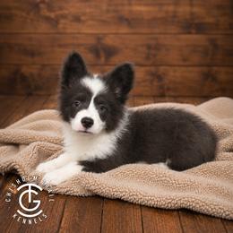 Cherry - Gray and white female American Corgi puppy in Hico, Texas from Chisholm Trail Kennels