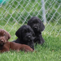 German Wirehaired Pointer and Pudelpointer Puppies from Ripsnorter Kennels