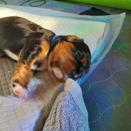 Cavalier King Charles Spaniel Puppies from Gigi's Cavalier Puppies