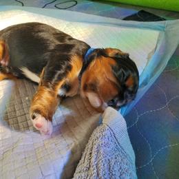 Cavalier King Charles Spaniel Puppies from Gigi's Cavalier Puppies