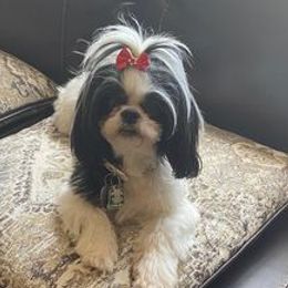 Shih Tzus from Ruby’s Shih Tzus