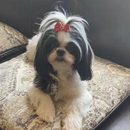 Shih Tzus from Ruby’s Shih Tzus