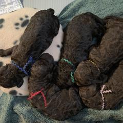 English Cocker Spaniel and Irish Water Spaniel Puppies from Landacre Irish Water Spaniels and English Cocker Spaniels