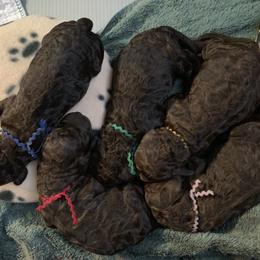 English Cocker Spaniel and Irish Water Spaniel Puppies from Landacre Irish Water Spaniels and English Cocker Spaniels