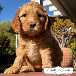 Liberty - Apricot female Australian Labradoodle puppy in Citrus Heights, California from Elite Blend Labradoodles