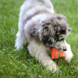 Bordoodle, Goldendoodle, and Poodle Puppies from Pacific Northwest Doodles
