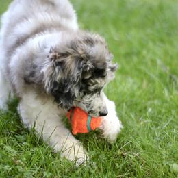 Bordoodle, Goldendoodle, and Poodle Puppies from Pacific Northwest Doodles