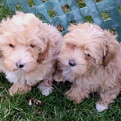 Assorted Doodle Crosses Puppies from Oasis Cotonpoos