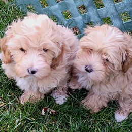 Assorted Doodle Crosses Puppies from Oasis Cotonpoos