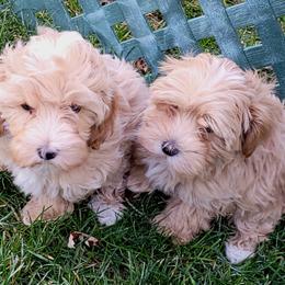 Assorted Doodle Crosses Puppies from Oasis Cotonpoos